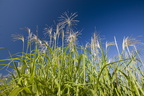 Miscanthus1 015.jpg